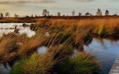 Alligators and Swampland