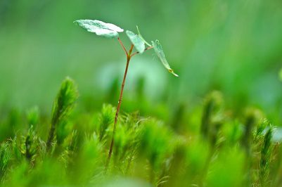 Celebrating Earth Day