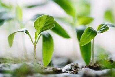 Growing Abundance through the Joy of Circulation