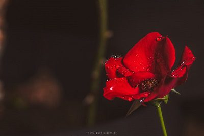 Memories – Honoring the Past and the Path of Life