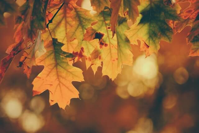 The Paradox of Gratitude & Thanksgiving