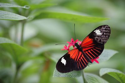 The Trance of Error – the Awareness of Limitation
