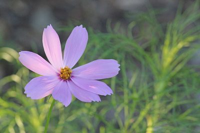 What to Do – Toxic Situations may Reveal Great Truth
