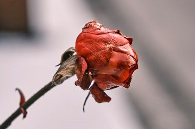 The Power of Grief
