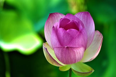 Bloom where you are planted