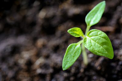 Don’t dig up the seed