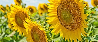 Abundance is Sustainable!