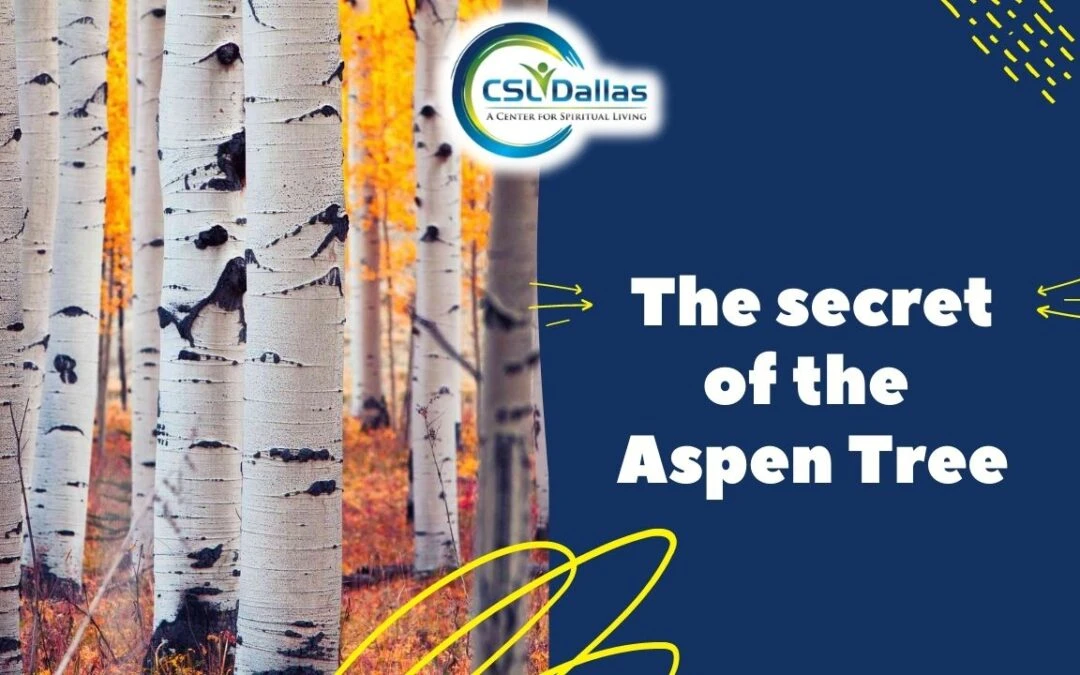 The Secret of the Aspen Trees