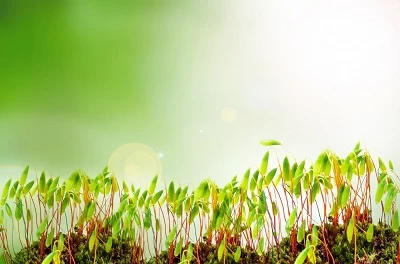 Allowing Things to Grow