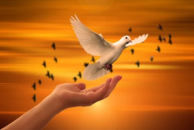 No Separation